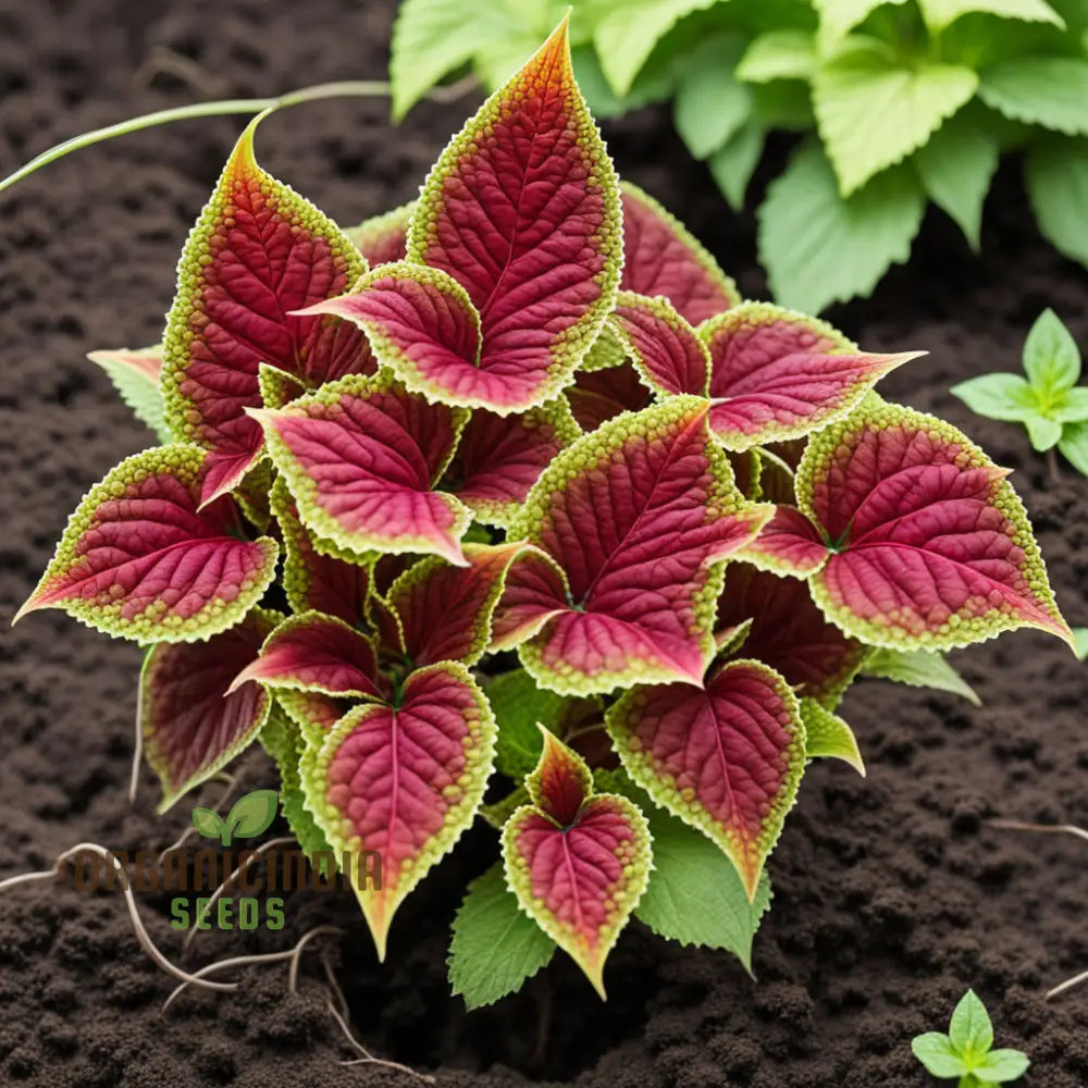 Vibrant Coleus & Jazz Velvet Flower Seeds Elevate Your Garden Today Annuals