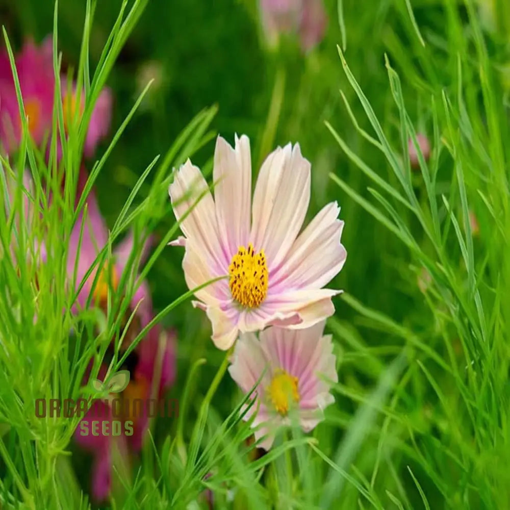 Vibrant Cosmos Bipinnatus Flower Seeds Easy-To-Grow Colorful Blooms Ideal For Garden Flower Seeds