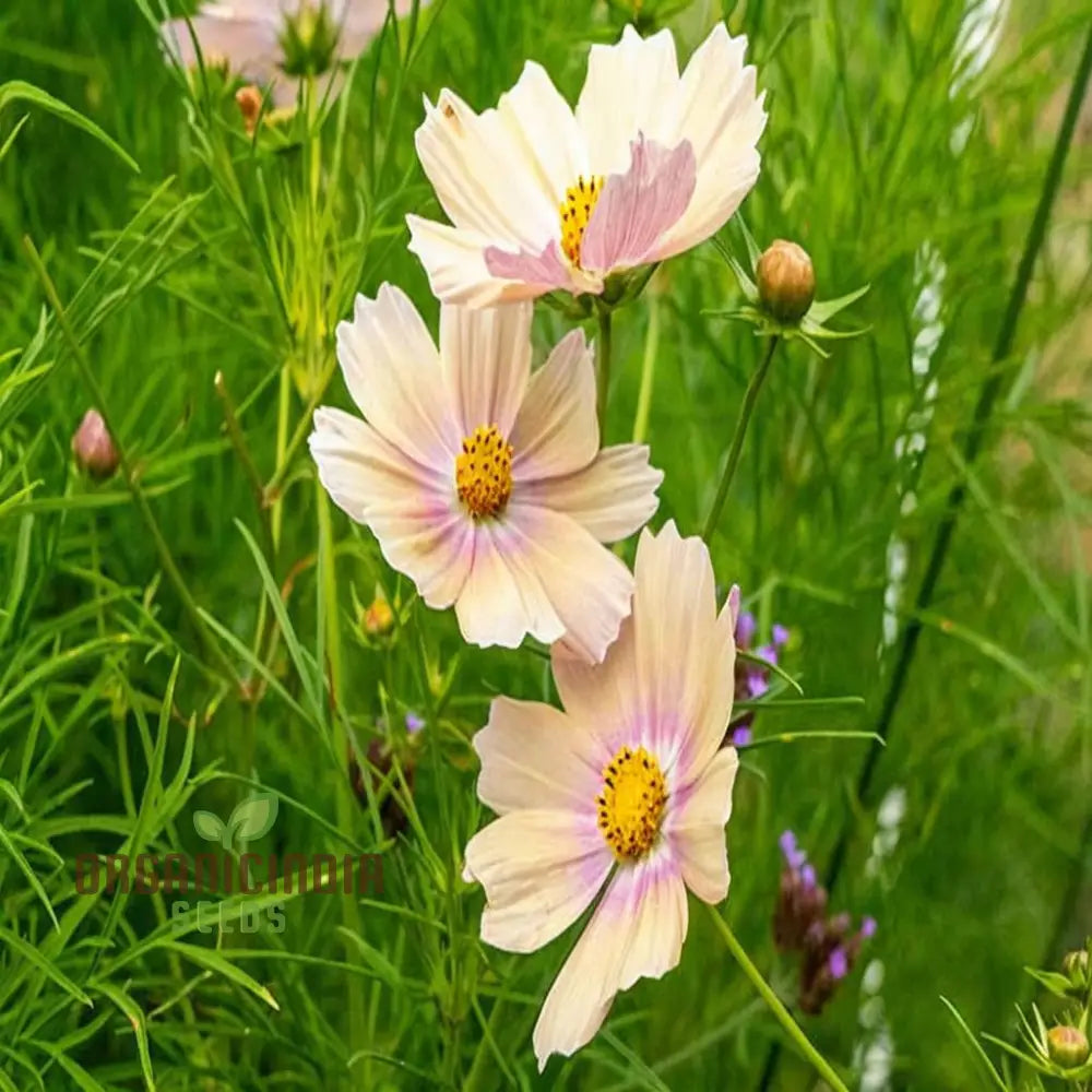 Vibrant Cosmos Bipinnatus Flower Seeds Easy-To-Grow Colorful Blooms Ideal For Garden Flower Seeds