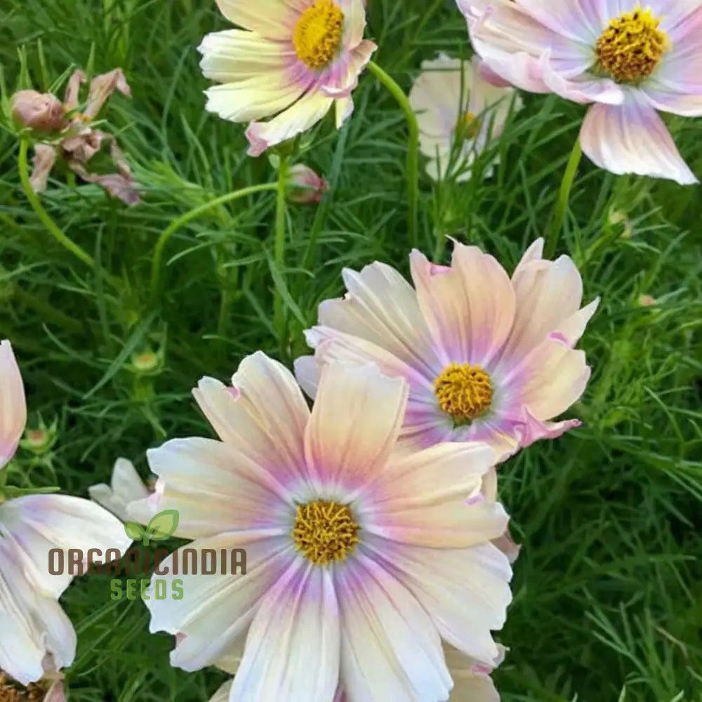 Vibrant Cosmos Bipinnatus Flower Seeds Easy-To-Grow Colorful Blooms Ideal For Garden Flower Seeds