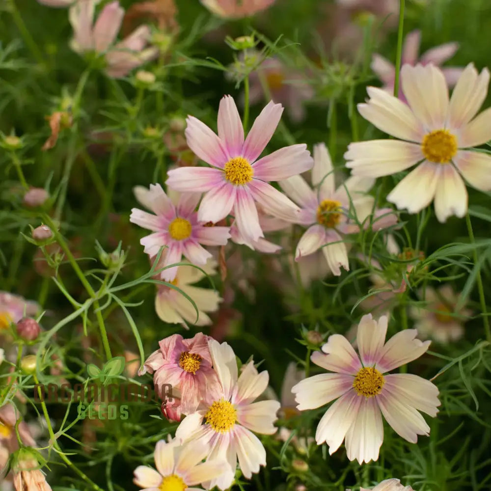 Vibrant Cosmos Bipinnatus Flower Seeds Easy-To-Grow Colorful Blooms Ideal For Garden Flower Seeds