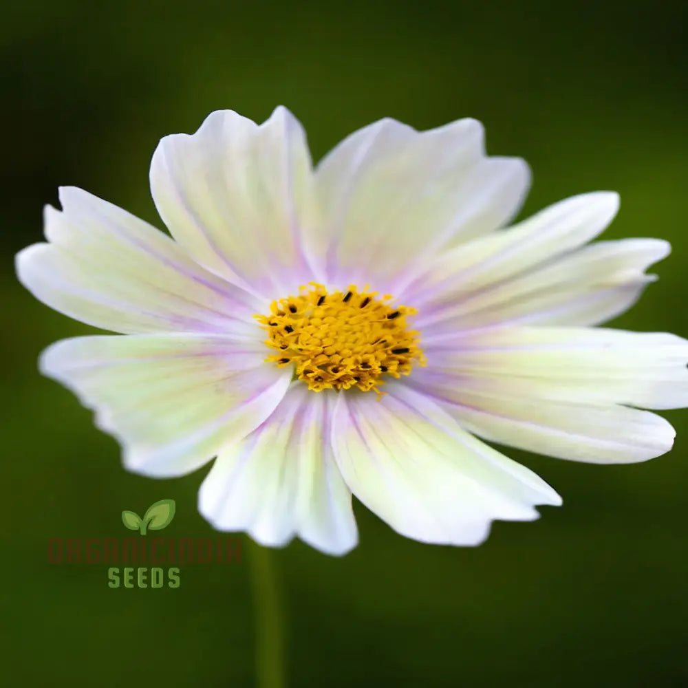 Vibrant Cosmos Bipinnatus Flower Seeds Easy-To-Grow Colorful Blooms Ideal For Garden Flower Seeds