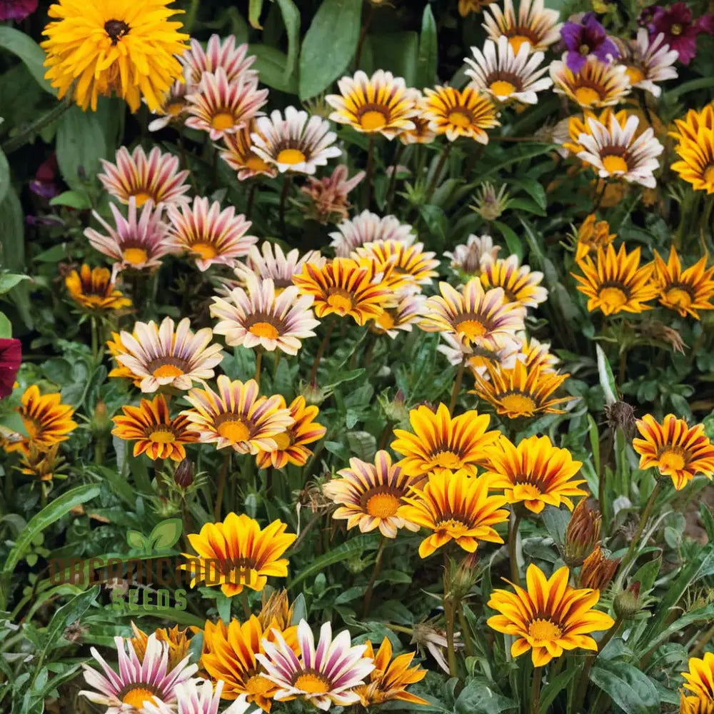 Vibrant Gazania Mix Flower Seeds Easy To Grow Drought Tolerant Perfect For Colorful Gardens Seeds