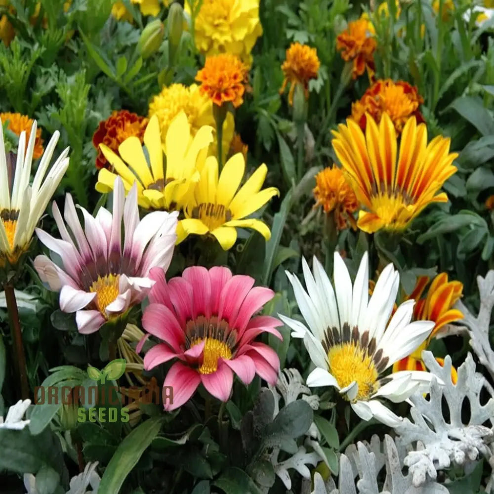 Vibrant Gazania Mix Flower Seeds Easy To Grow Drought Tolerant Perfect For Colorful Gardens Seeds