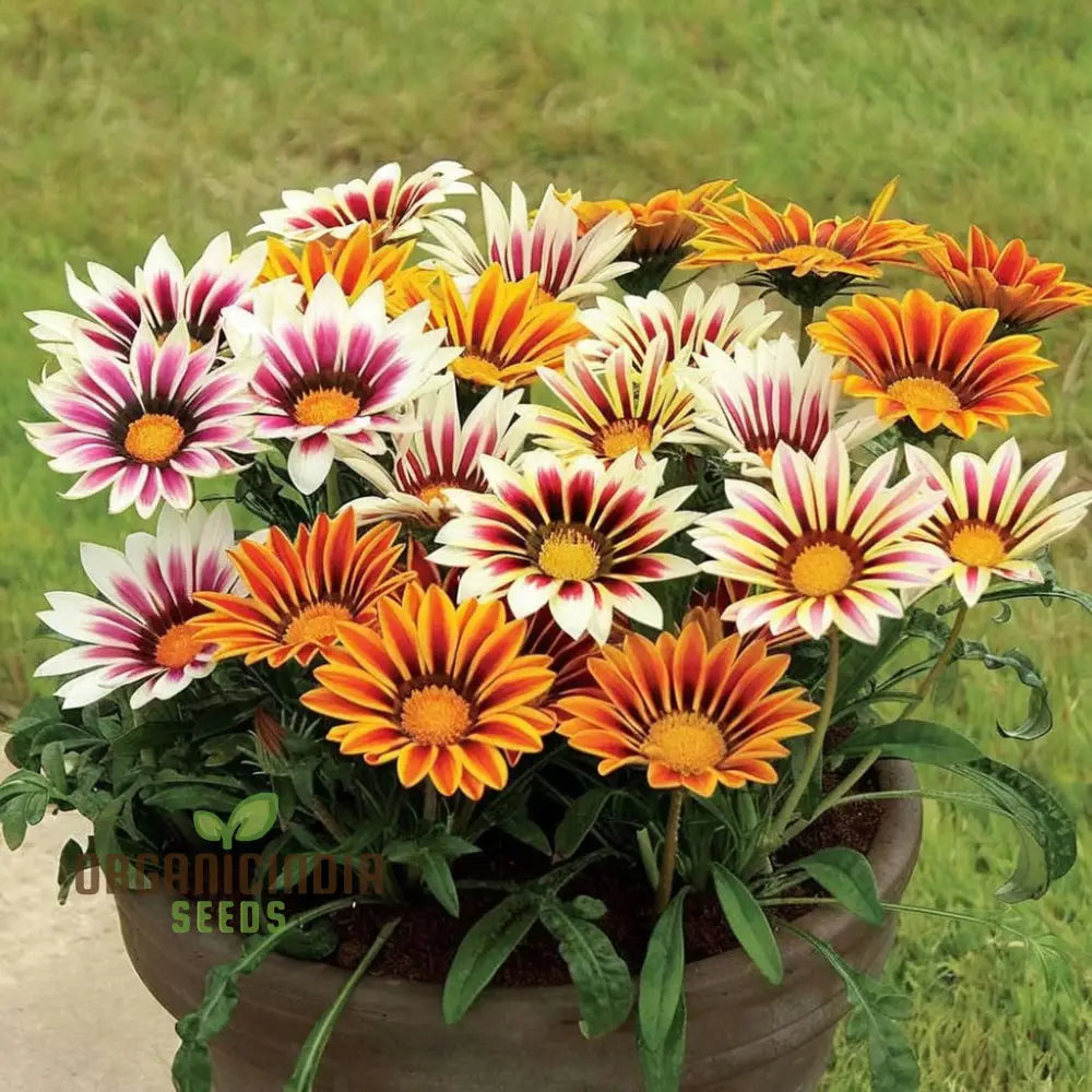 Vibrant Gazania Mix Flower Seeds Easy To Grow Drought Tolerant Perfect For Colorful Gardens Seeds