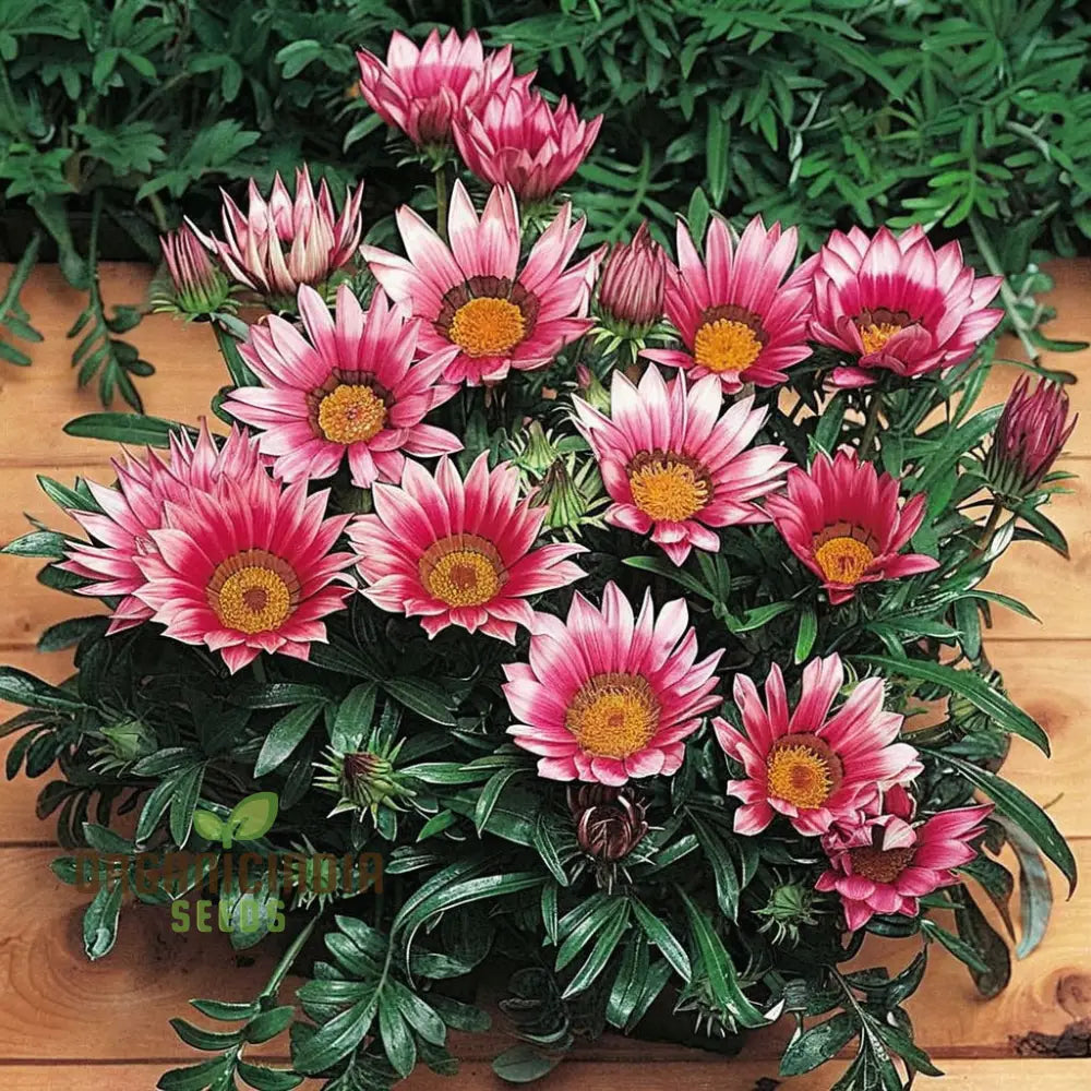 Vibrant Gazania Mix Flower Seeds Easy To Grow Drought Tolerant Perfect For Colorful Gardens Seeds