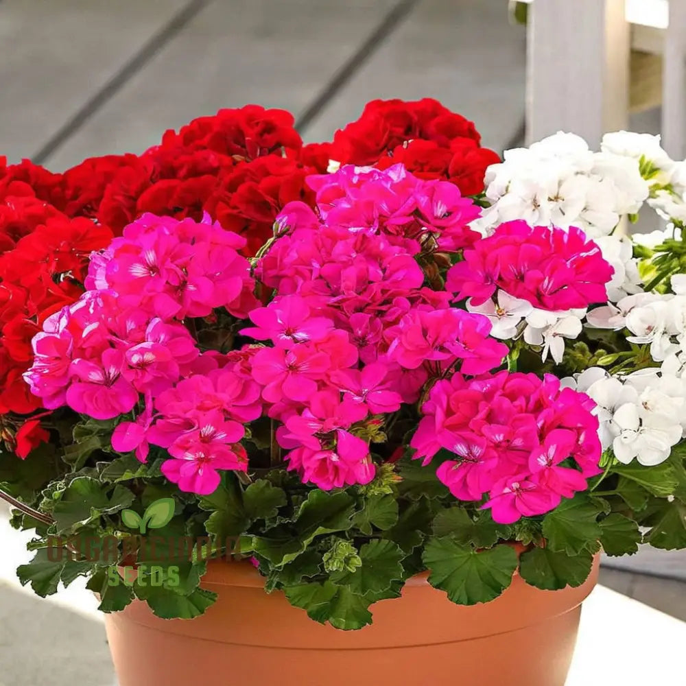 Vibrant Geranium F2 Colorama Mix Flower Seeds Create A Kaleidoscope Of Color In Your Garden Seeds