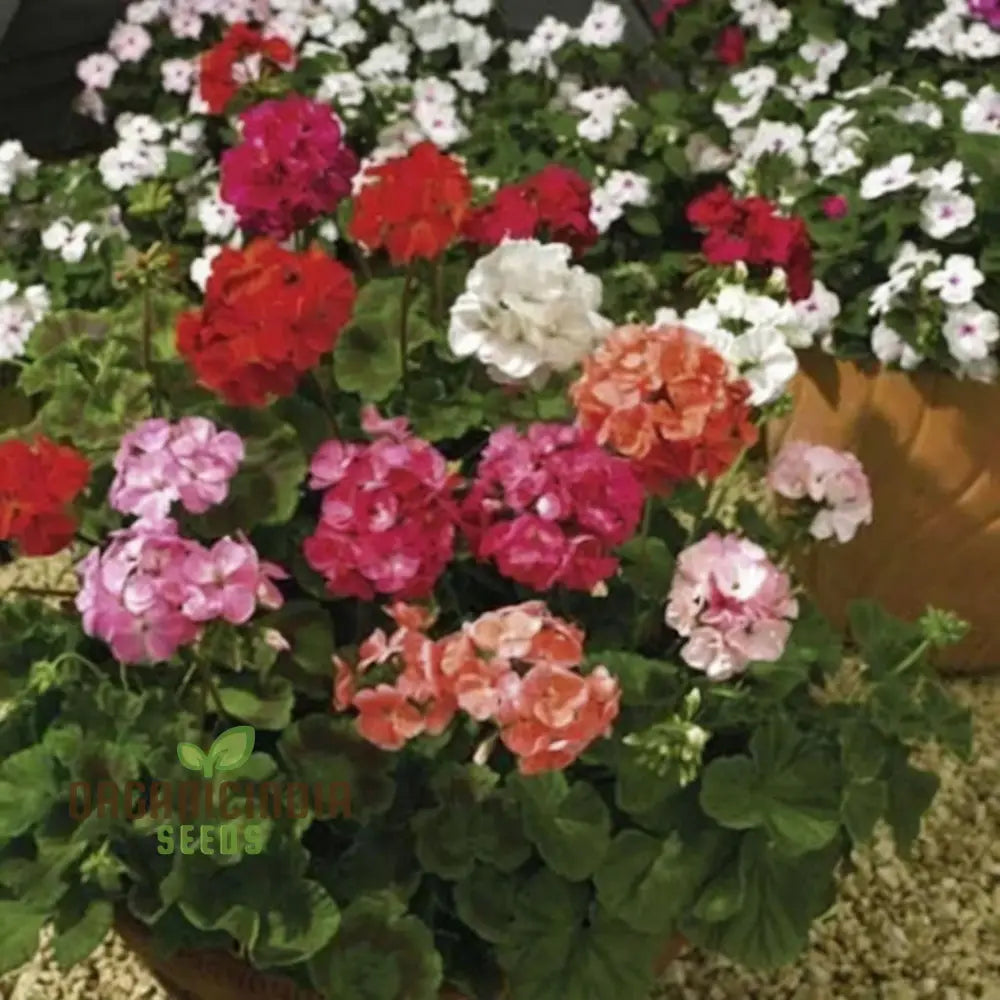 Vibrant Geranium F2 Colorama Mix Flower Seeds Create A Kaleidoscope Of Color In Your Garden Seeds