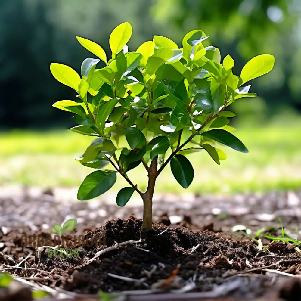 Graines de plantes de Ligustrum vert vif, nourrissez la beauté de votre jardin avec des graines de plantation de qualité supérieure