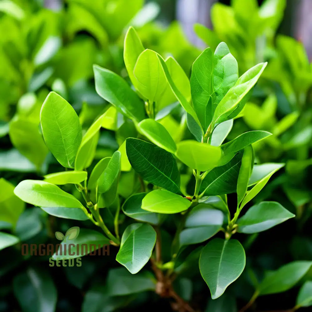 Vibrant Green Ligustrum Plant Seeds Nurture Your Gardenâ€™s Beauty With Premium Planting 1000 Pcs