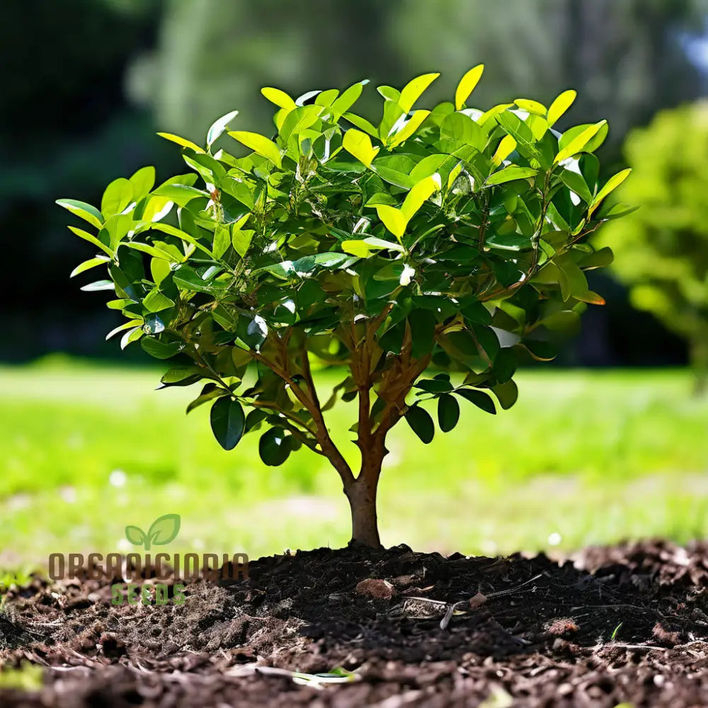 Vibrant Green Ligustrum Plant Seeds Nurture Your Garden’s Beauty With Premium Planting