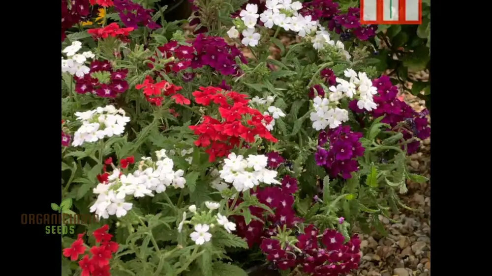 Vibrant Hyb - Verbena Quartz Series (Mixed) Seeds For Stunning Garden Displays | Premium Gardening