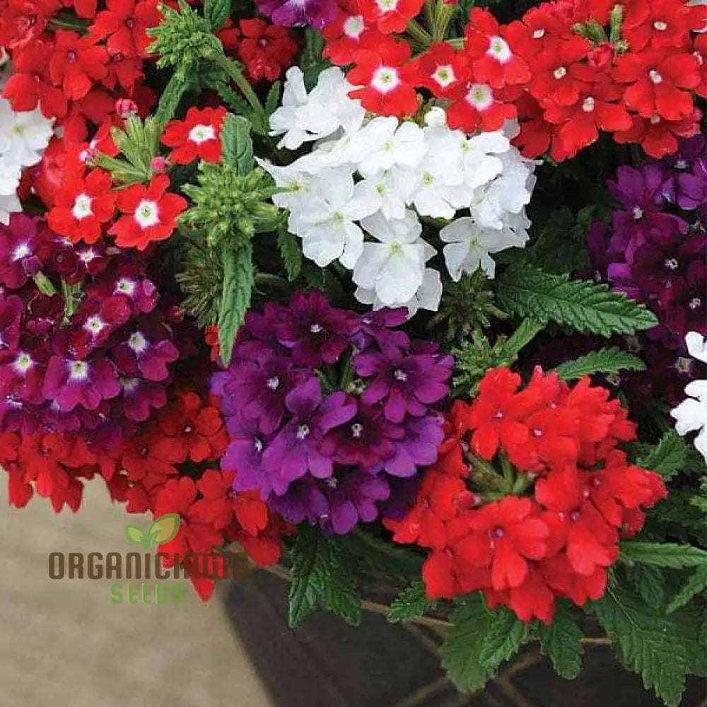 Vibrant Hyb - Verbena Quartz Series (Mixed) Seeds For Stunning Garden Displays | Premium Gardening