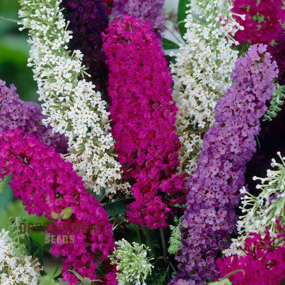 Vibrant Maintenance Buddleia Tricolour Butterfly Bush Mixed Flower Seeds Attract Butterflies Easy