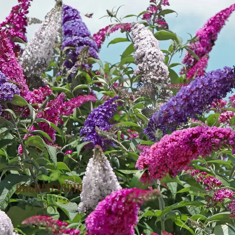 Vibrant Maintenance Buddleia Tricolour Butterfly Bush Mixed Flower Seeds Attract Butterflies Easy