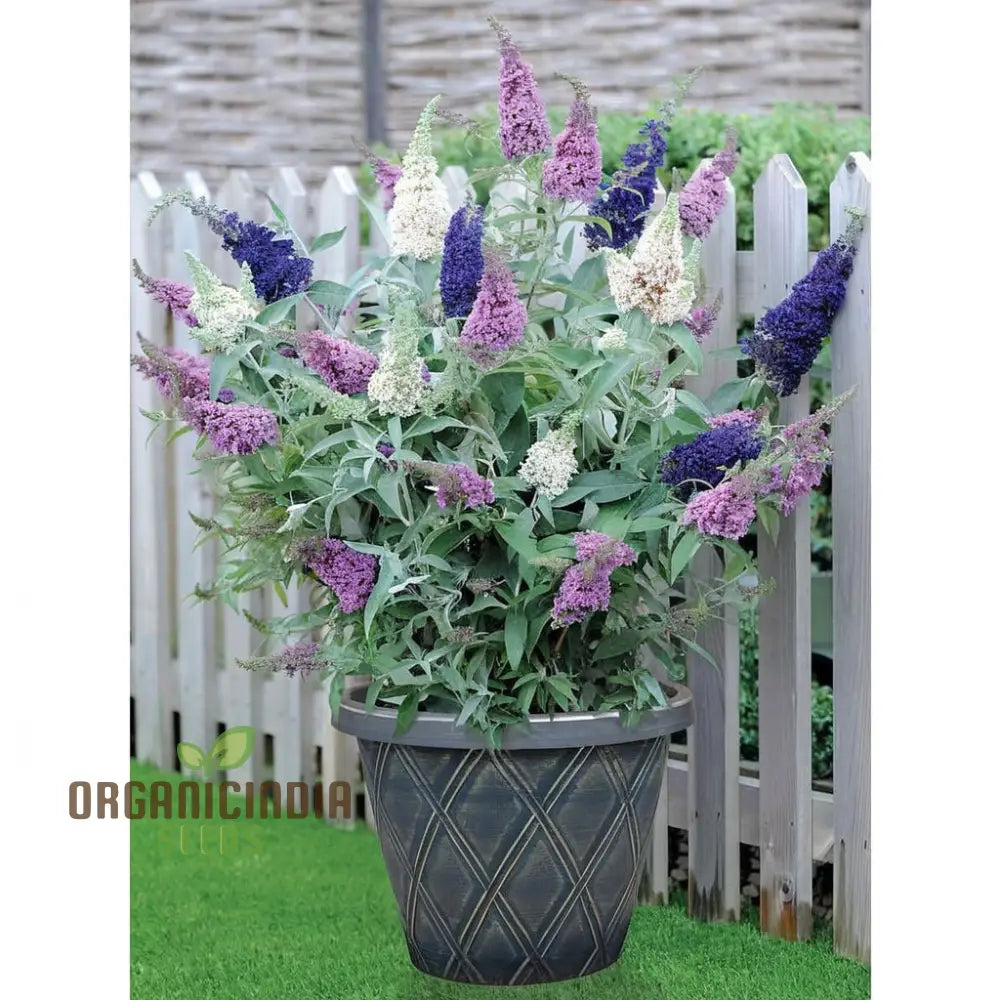 Vibrant Maintenance Buddleia Tricolour Butterfly Bush Mixed Flower Seeds Attract Butterflies Easy