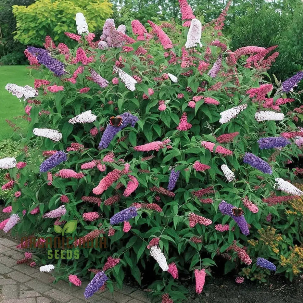 Vibrant Maintenance Buddleia Tricolour Butterfly Bush Mixed Flower Seeds Attract Butterflies Easy