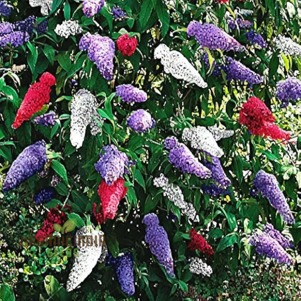 Vibrant Maintenance Buddleia Tricolour Butterfly Bush Mixed Flower Seeds Attract Butterflies Easy