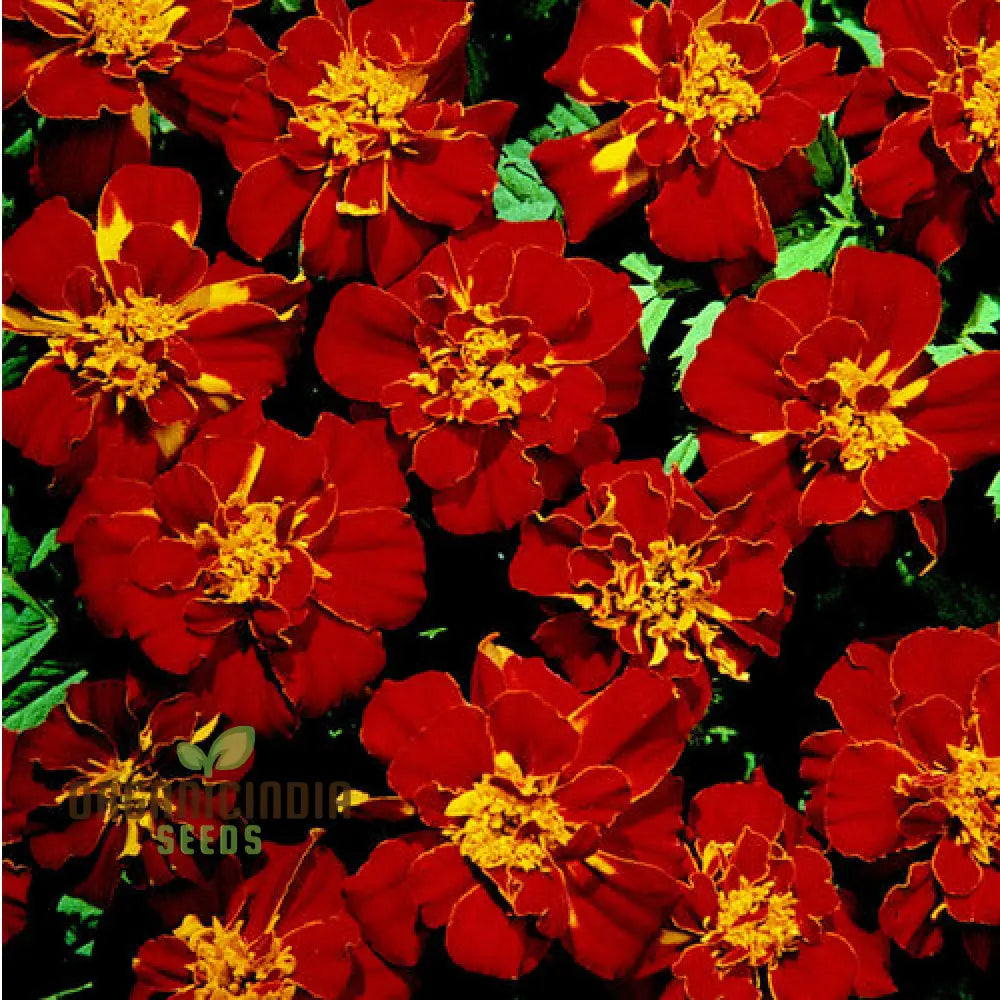 Vibrant Marigold ’Safari Red’ Flower Seeds For Your Garden Premium Gardening Seeds