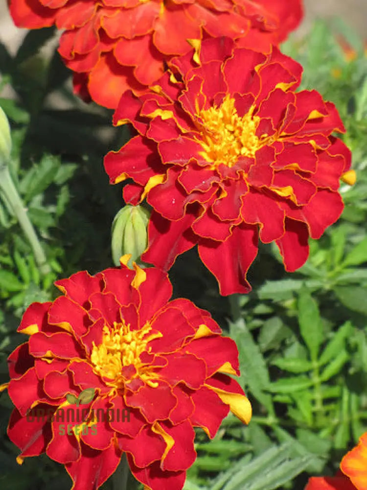 Vibrant Marigold ’Safari Red’ Flower Seeds For Your Garden Premium Gardening Seeds