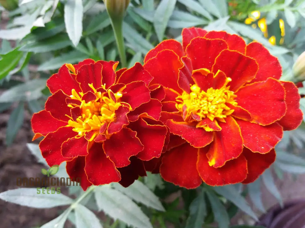 Vibrant Marigold ’Safari Red’ Flower Seeds For Your Garden Premium Gardening Seeds