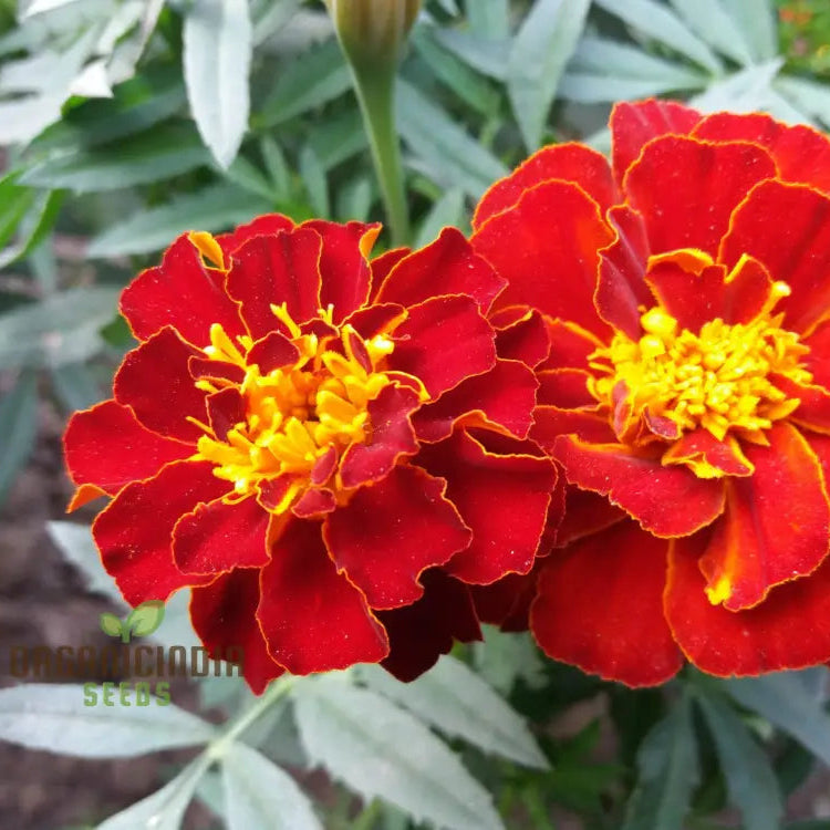 Vibrant Marigold â€™Safari Redâ€™ Flower Seeds For Your Garden Premium Gardening Seeds