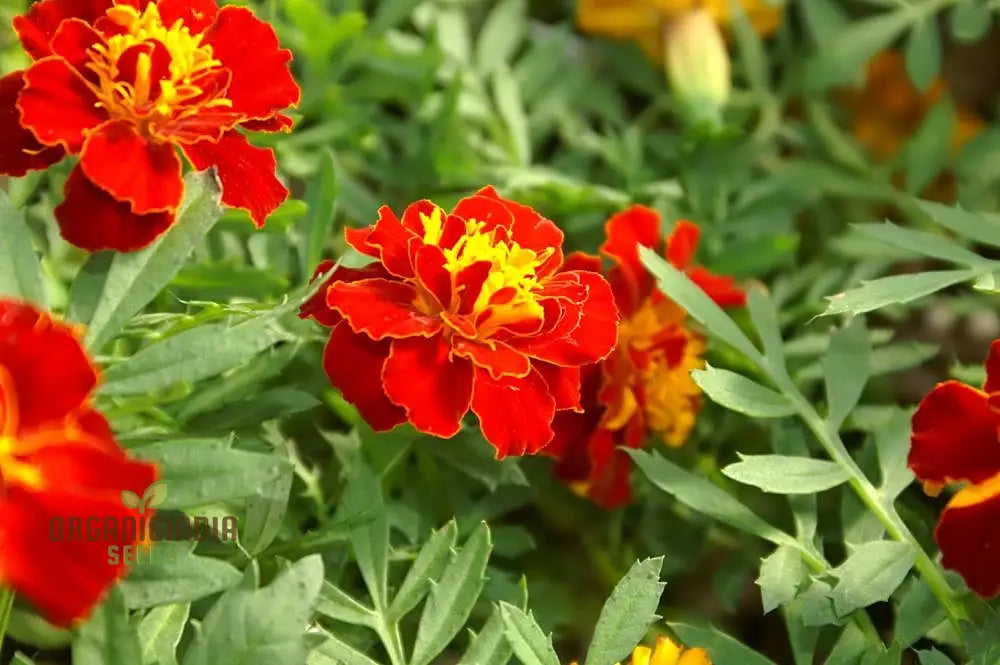 Vibrant Marigold ’Safari Red’ Flower Seeds For Your Garden Premium Gardening Seeds