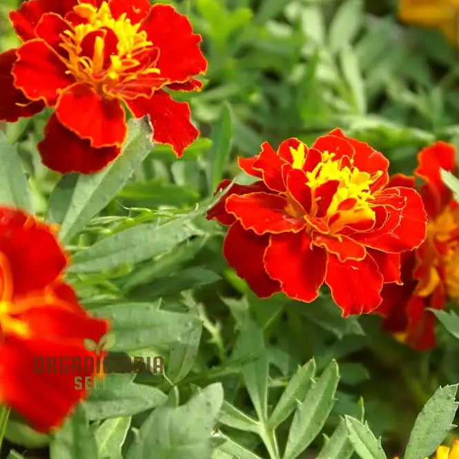 Vibrant Marigold â€™Safari Redâ€™ Flower Seeds For Your Garden Premium Gardening Seeds