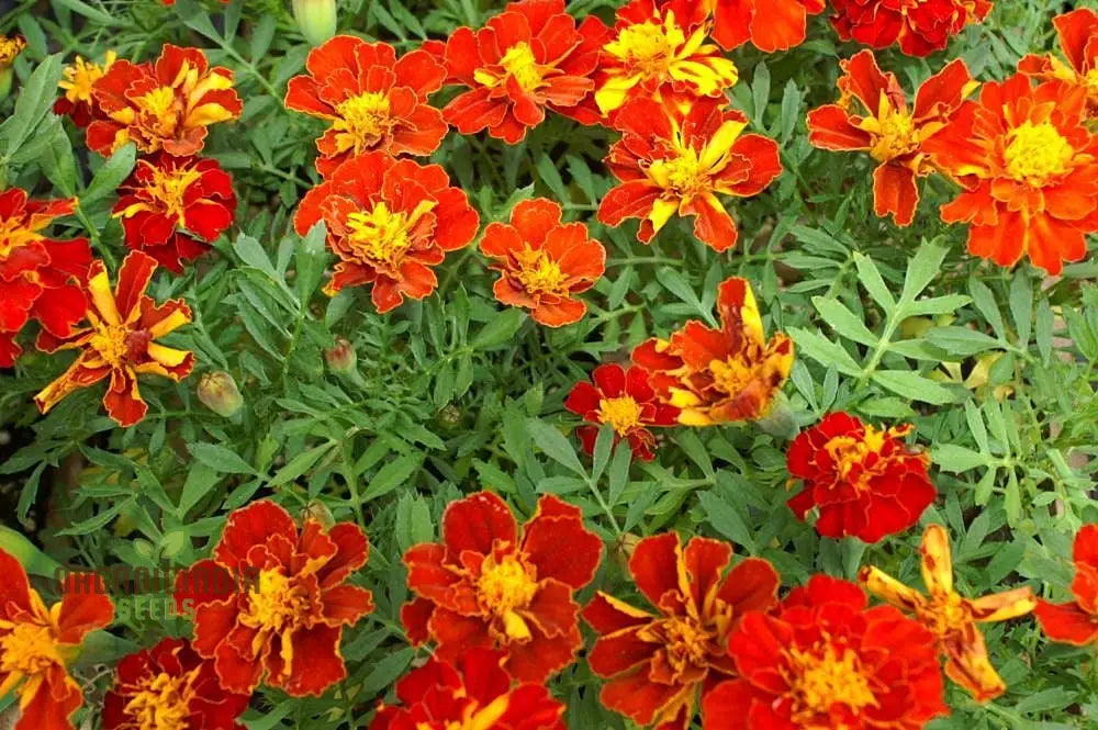 Vibrant Marigold ’Safari Red’ Flower Seeds For Your Garden Premium Gardening Seeds