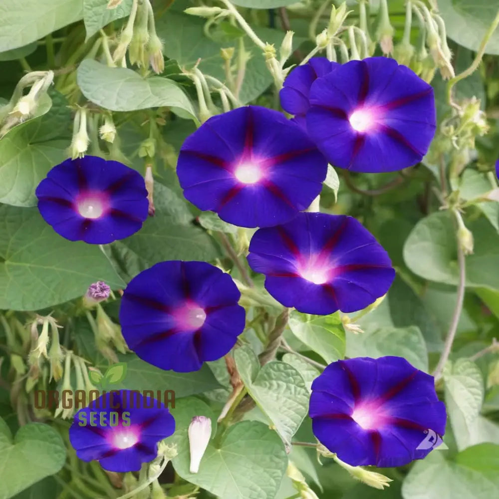 Vibrant Morning Glory (Ipomoea) â€™Grandpa Otts Flower Seeds Stunning Garden Blooms