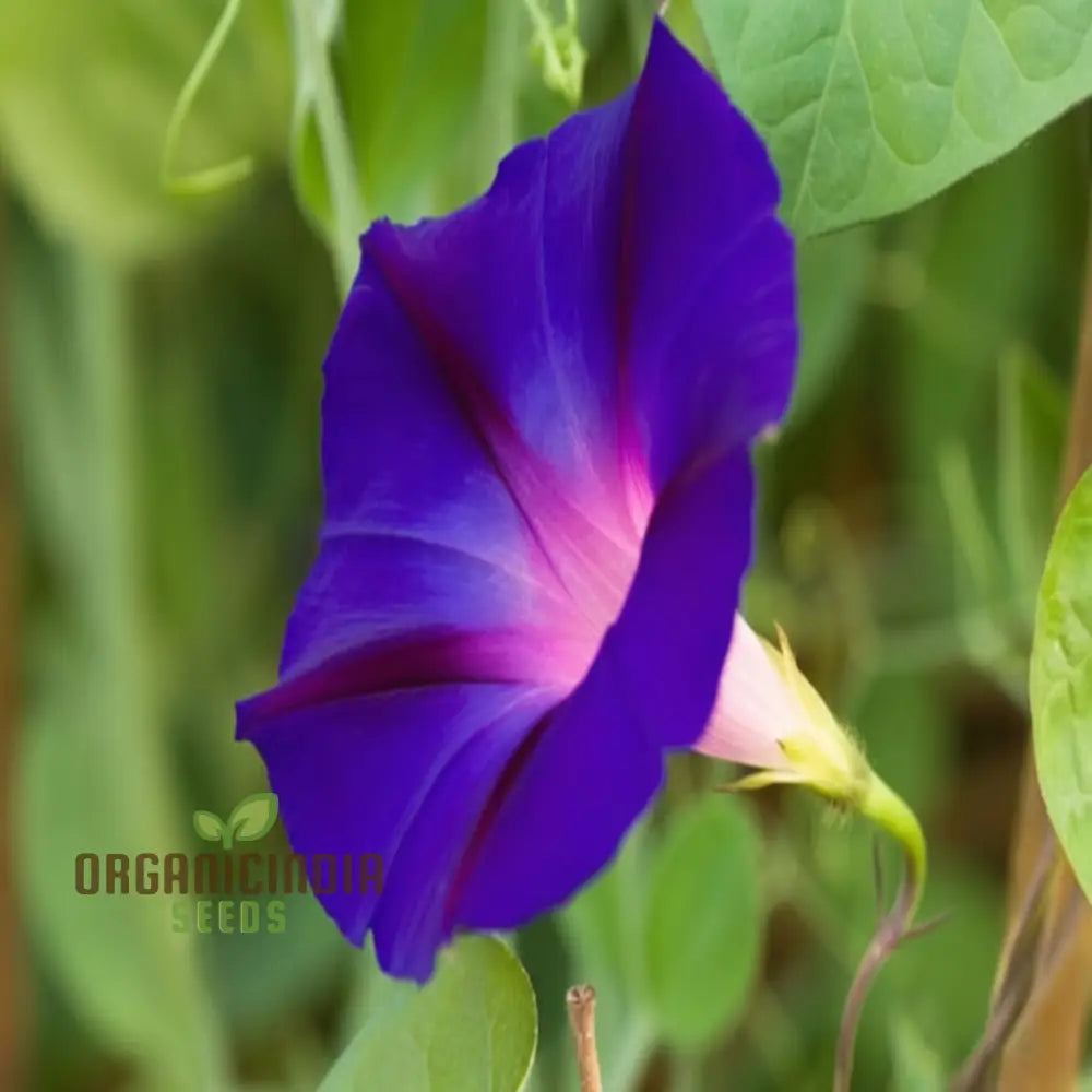 Vibrant Morning Glory (Ipomoea) ’Grandpa Otts Flower Seeds Stunning Garden Blooms