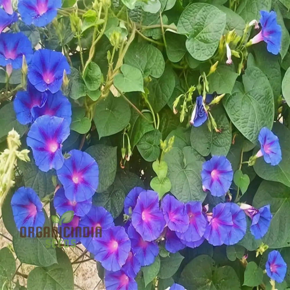 Vibrant Morning Glory (Ipomoea) ’Grandpa Otts Flower Seeds Stunning Garden Blooms