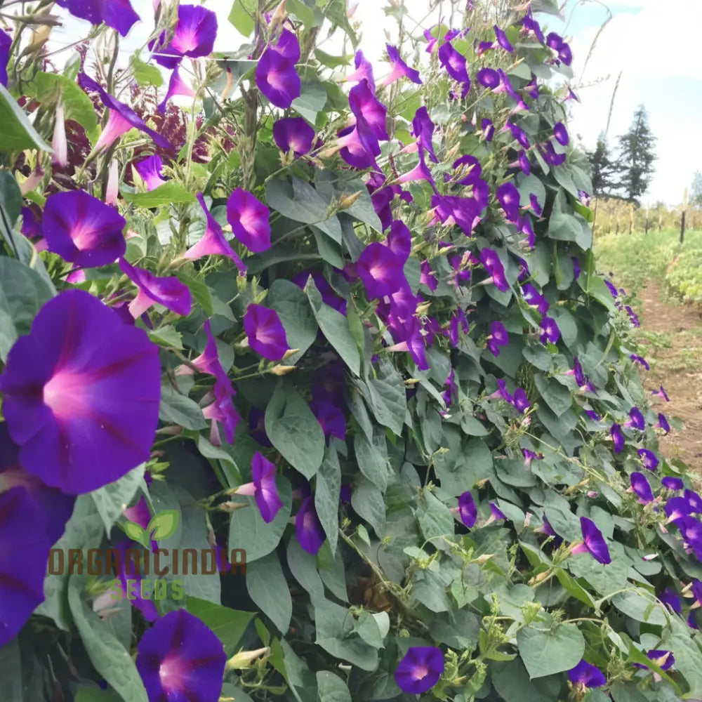 Vibrant Morning Glory (Ipomoea) ’Grandpa Otts Flower Seeds Stunning Garden Blooms