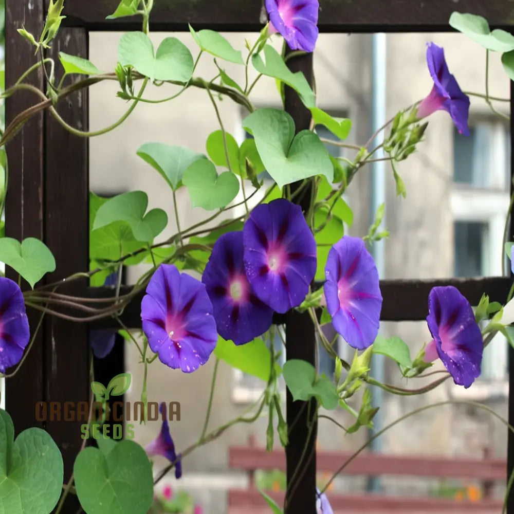 Vibrant Morning Glory (Ipomoea) ’Grandpa Otts Flower Seeds Stunning Garden Blooms