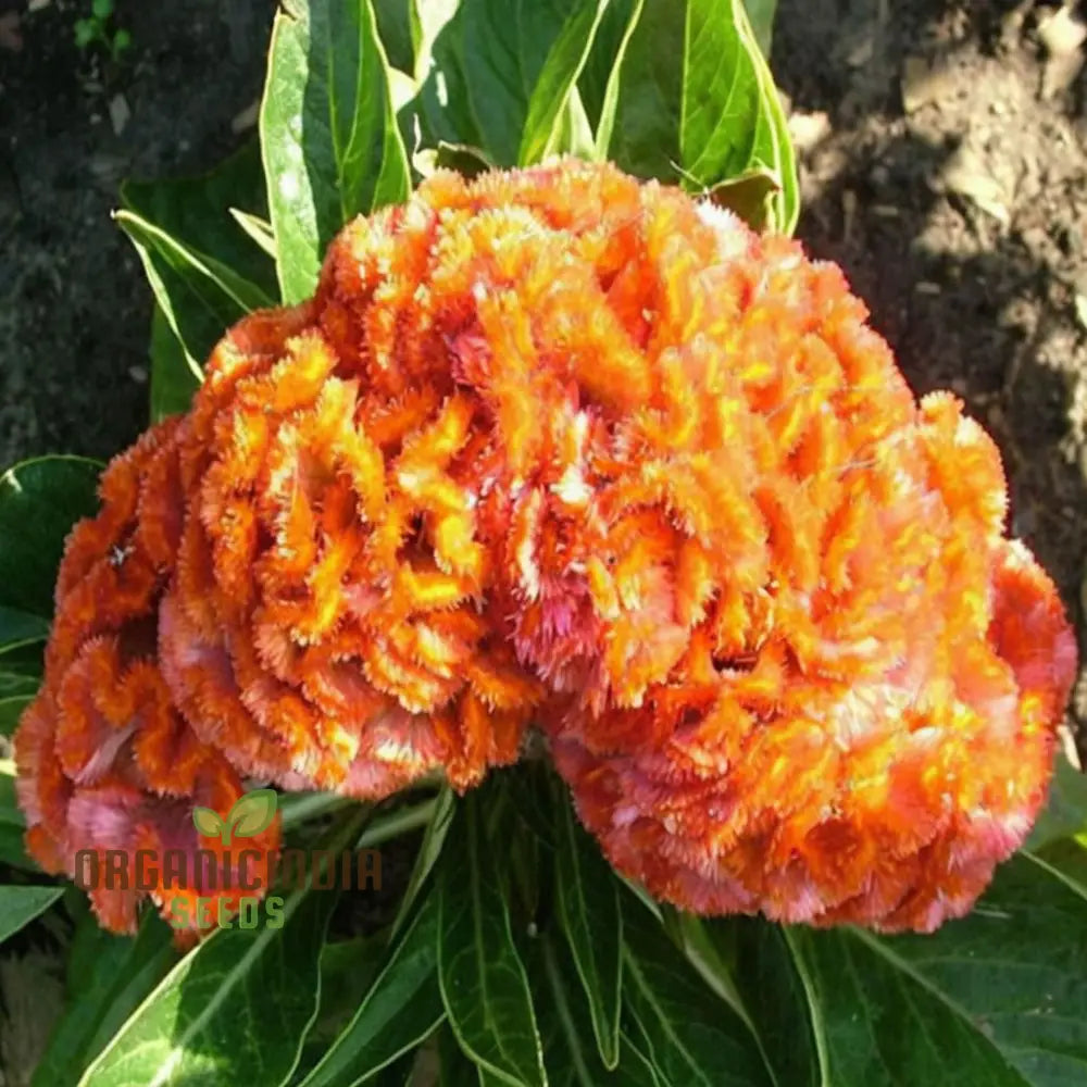 Vibrant Orange Cockscomb Flower Seeds Easy To Grow Stunning Blooms Adds Color Your Garden Seeds