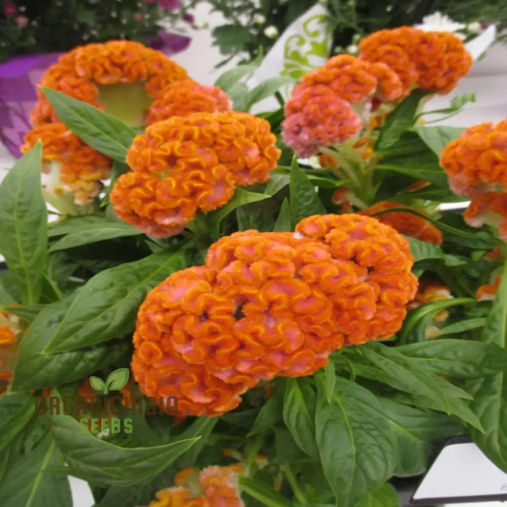 Vibrant Orange Cockscomb Flower Seeds Easy To Grow Stunning Blooms Adds Color Your Garden Seeds