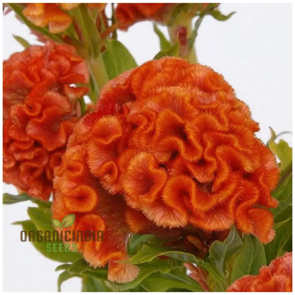 Vibrant Orange Cockscomb Flower Seeds Easy To Grow Stunning Blooms Adds Color Your Garden Seeds