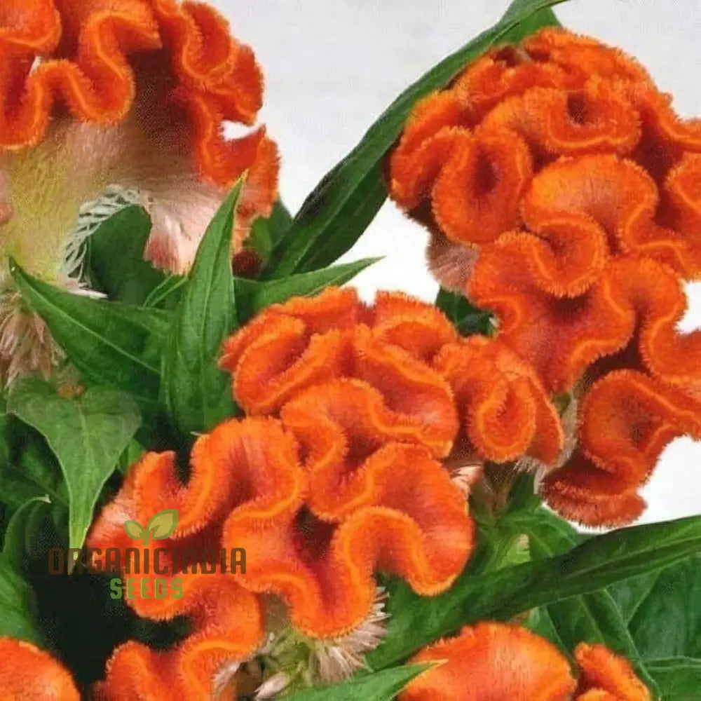 Vibrant Orange Cockscomb Flower Seeds Easy To Grow Stunning Blooms Adds Color Your Garden Seeds