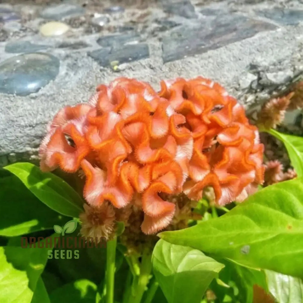 Vibrant Orange Cockscomb Flower Seeds Easy To Grow Stunning Blooms Adds Color Your Garden Seeds