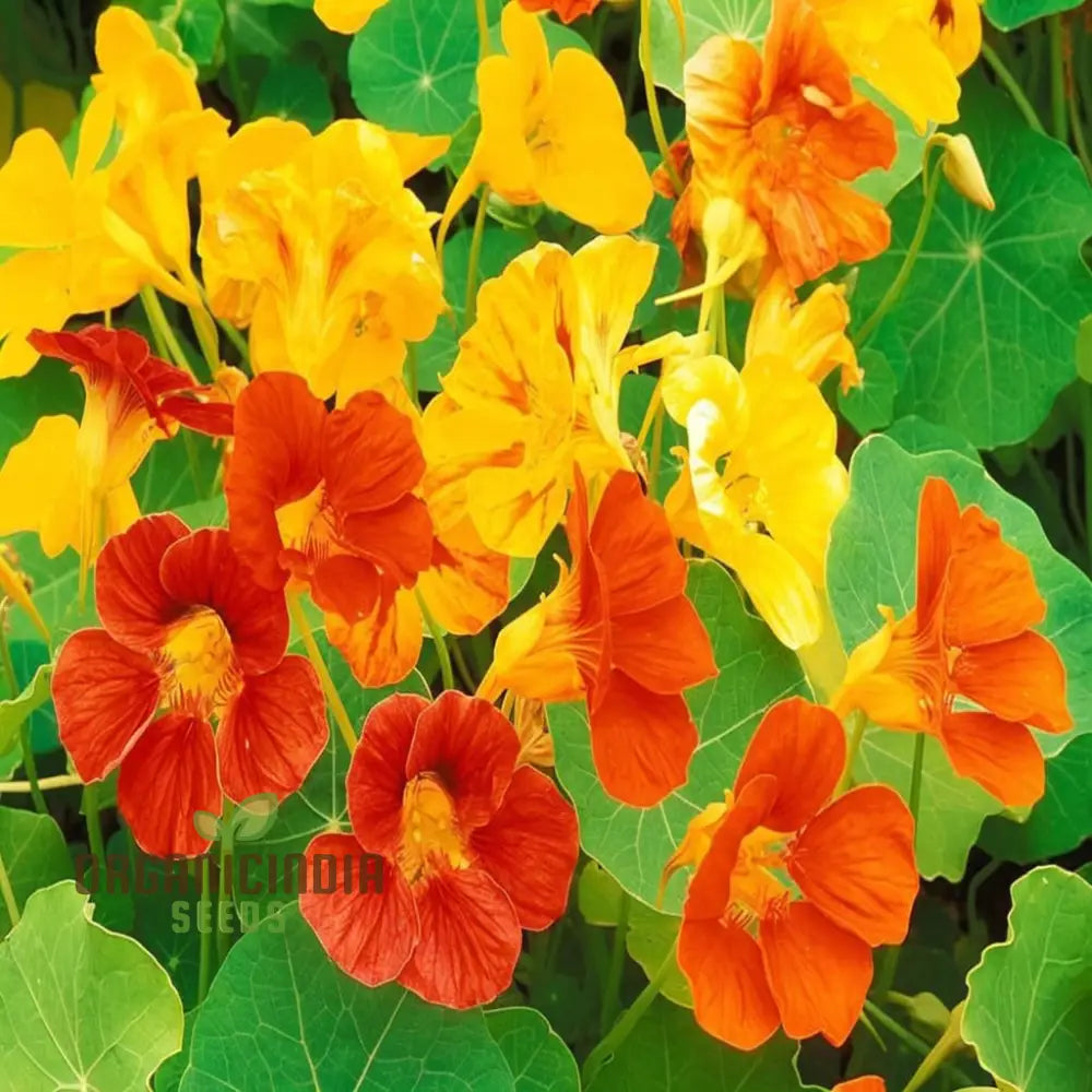 Vibrant Organic Nasturtium Jewel Mix Seeds – Grow Beautiful Edible Flowers For Your Garden