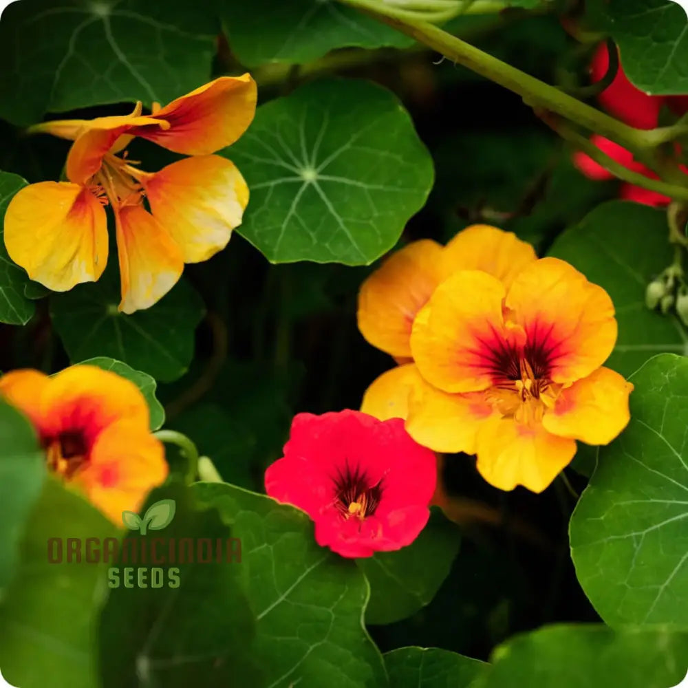 Vibrant Organic Nasturtium Jewel Mix Seeds – Grow Beautiful Edible Flowers For Your Garden