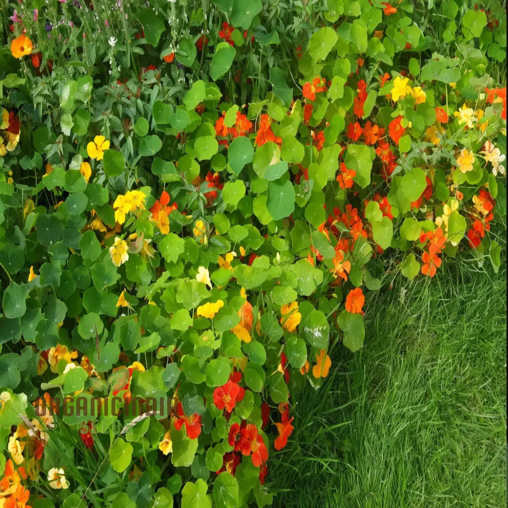 Vibrant Organic Nasturtium Jewel Mix Seeds – Grow Beautiful Edible Flowers For Your Garden