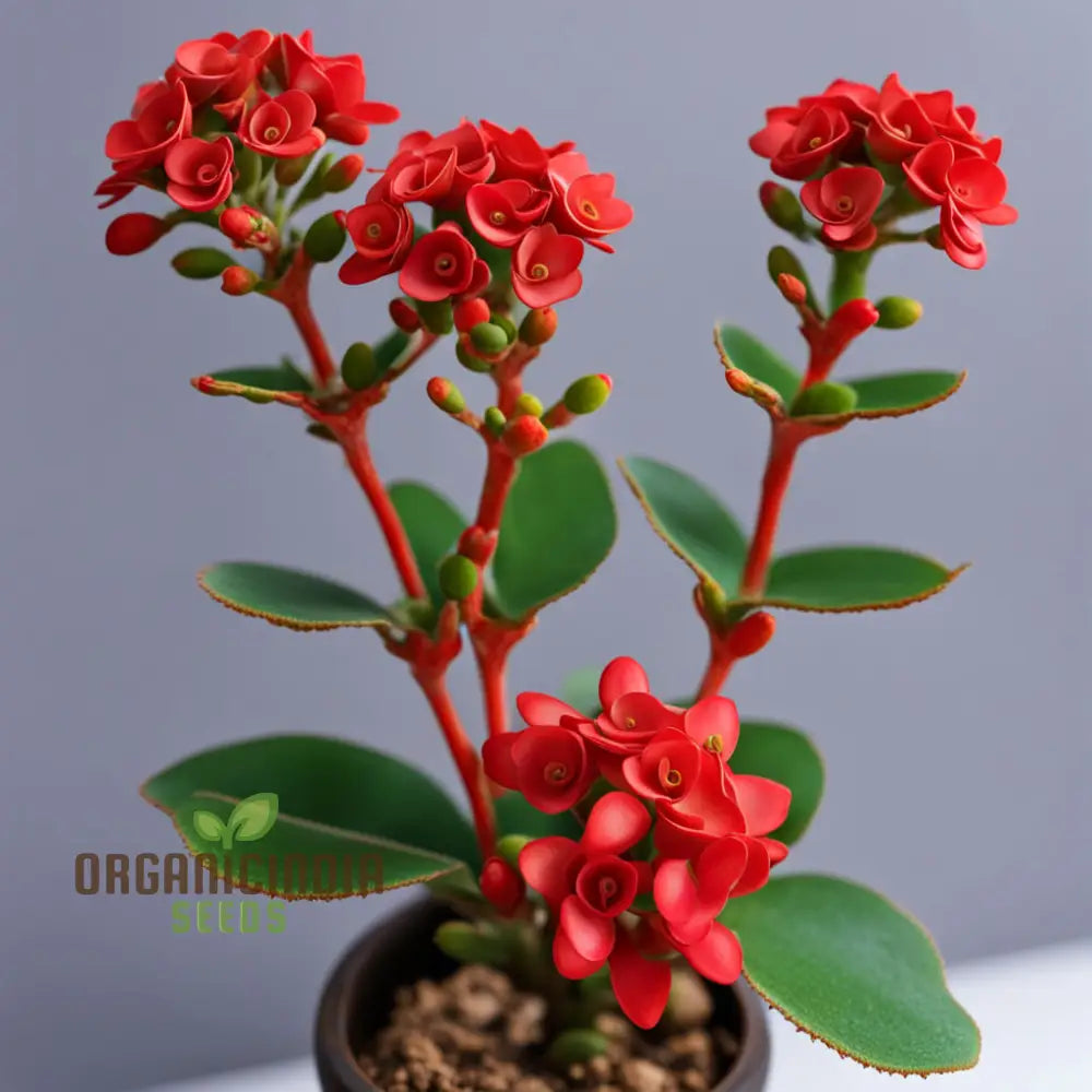 Vibrant Red Kalanchoe Flower Seeds Easy To Grow Drought-Tolerant Perfect For Indoor & Outdoor