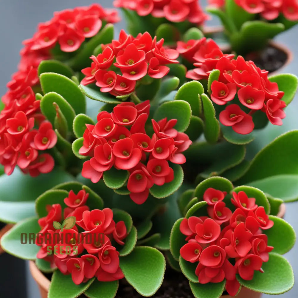 Vibrant Red Kalanchoe Flower Seeds Easy To Grow Drought-Tolerant Perfect For Indoor & Outdoor