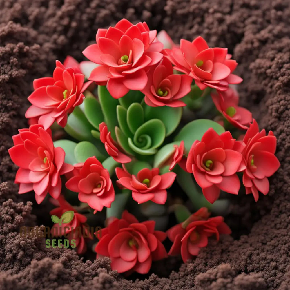 Vibrant Red Kalanchoe Flower Seeds Easy To Grow Drought-Tolerant Perfect For Indoor & Outdoor