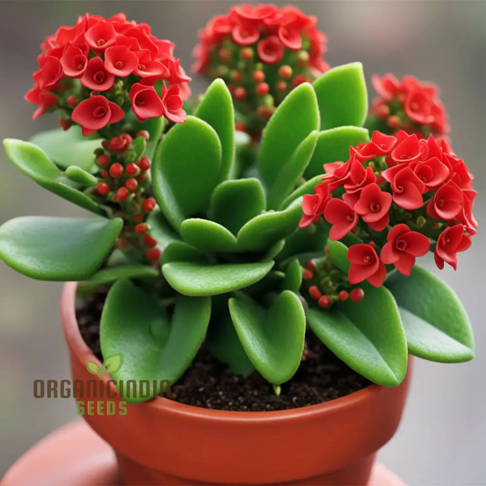 Vibrant Red Kalanchoe Flower Seeds Easy To Grow Drought-Tolerant Perfect For Indoor & Outdoor