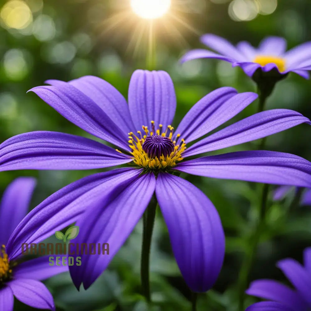 Vibrant Senetti Pericallis Flower Seeds Start Your Colorful Garden Today Perennials