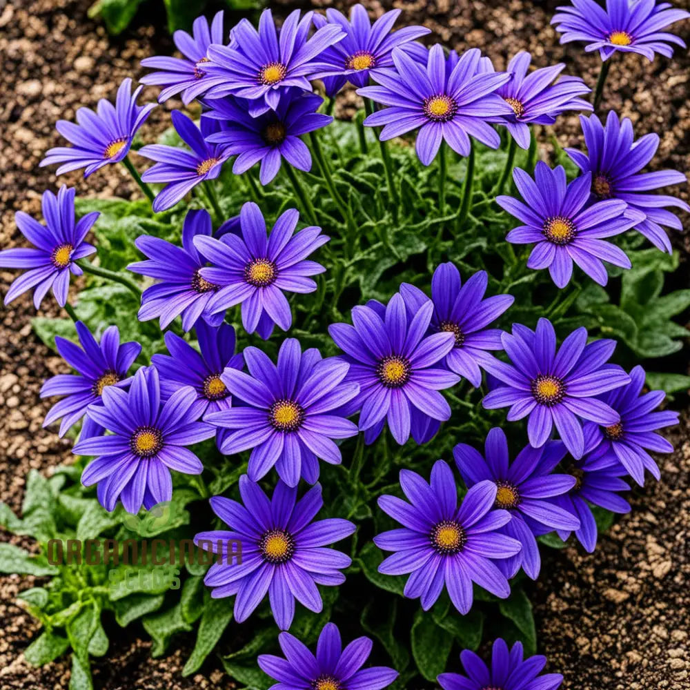 Vibrant Senetti Pericallis Flower Seeds Start Your Colorful Garden Today Perennials