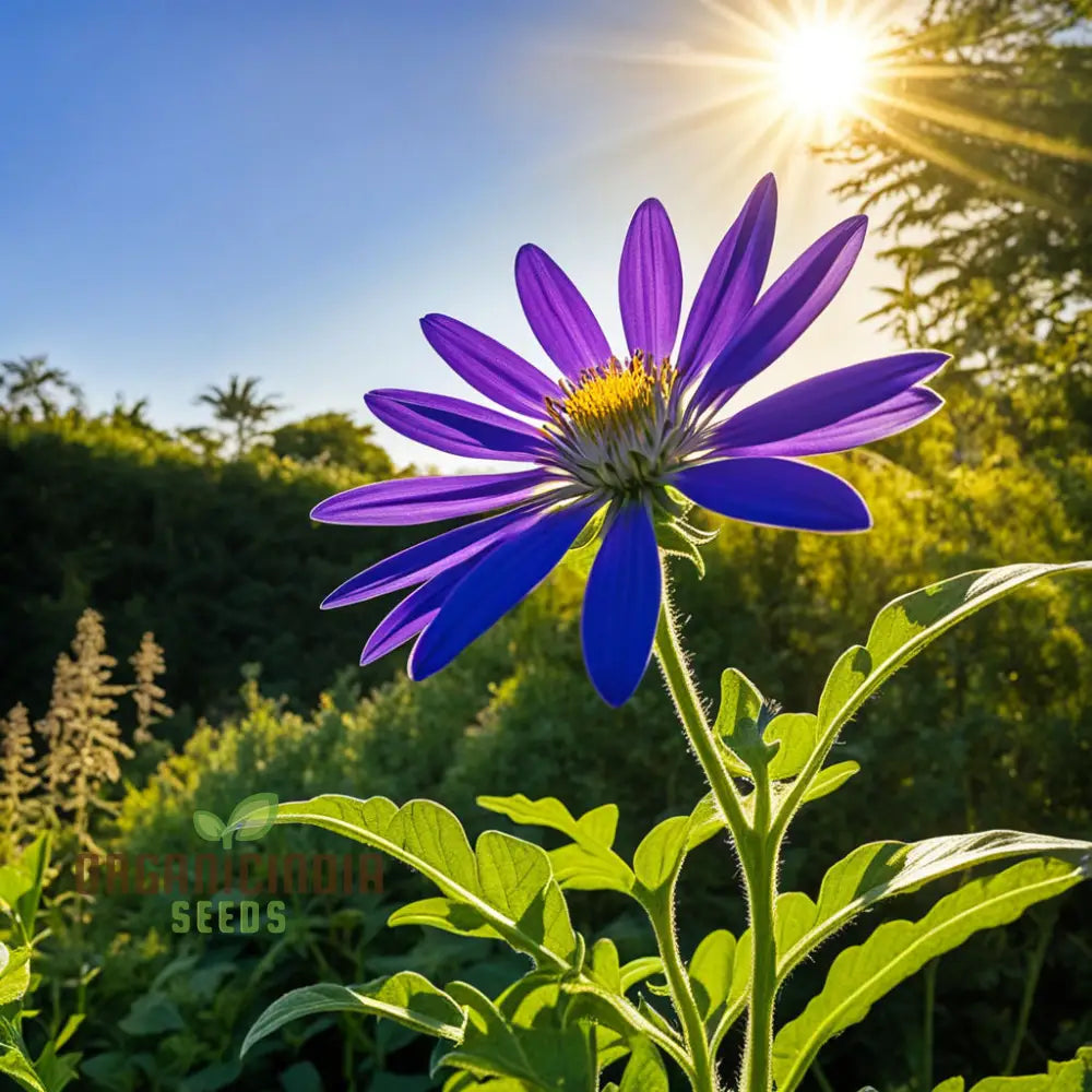 Vibrant Senetti Pericallis Flower Seeds Start Your Colorful Garden Today Perennials