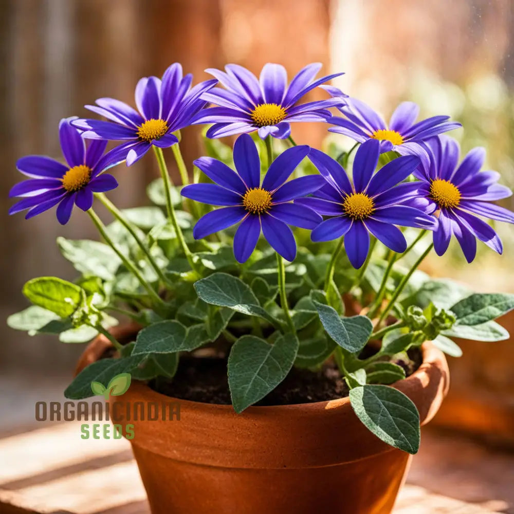 Vibrant Senetti Pericallis Flower Seeds Start Your Colorful Garden Today Perennials